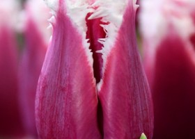 Tulipa San Stefano ® (3)